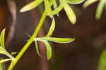 Fragrant eryngo